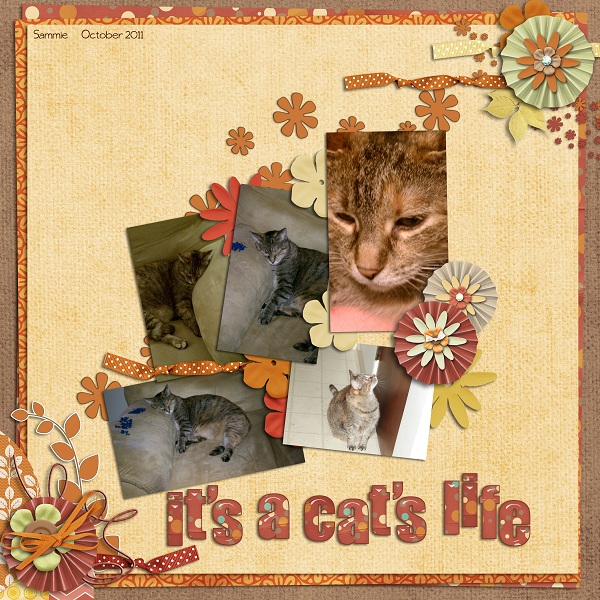 it's a cat's life