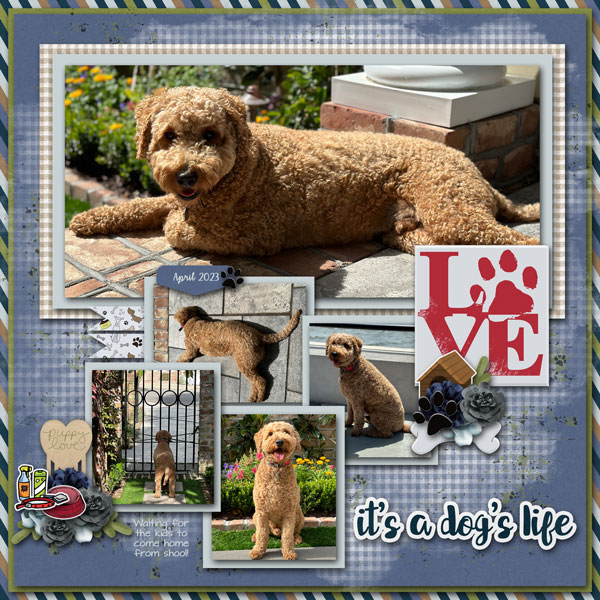 It's a Dog's Life