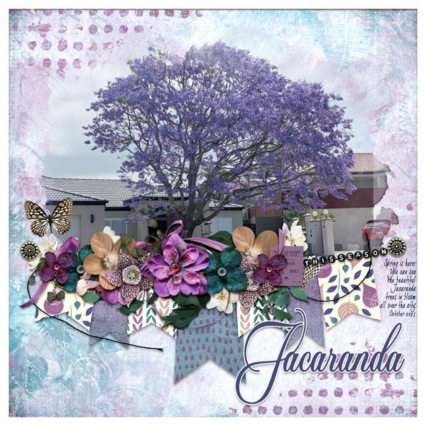 Jacaranda 2025