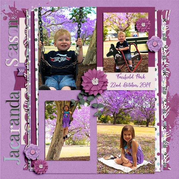 Jacaranda Season