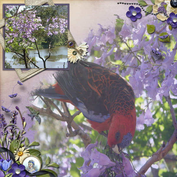 Jacaranda Time