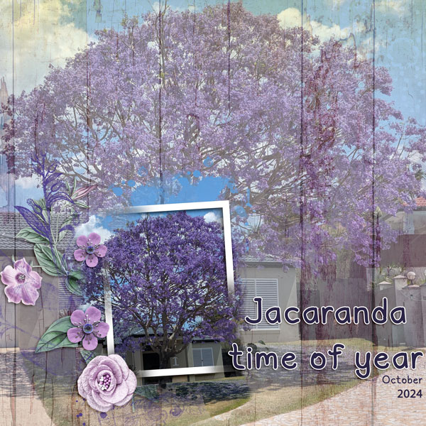 Jacaranda