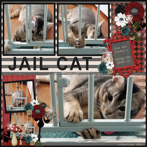 Jail Cat
