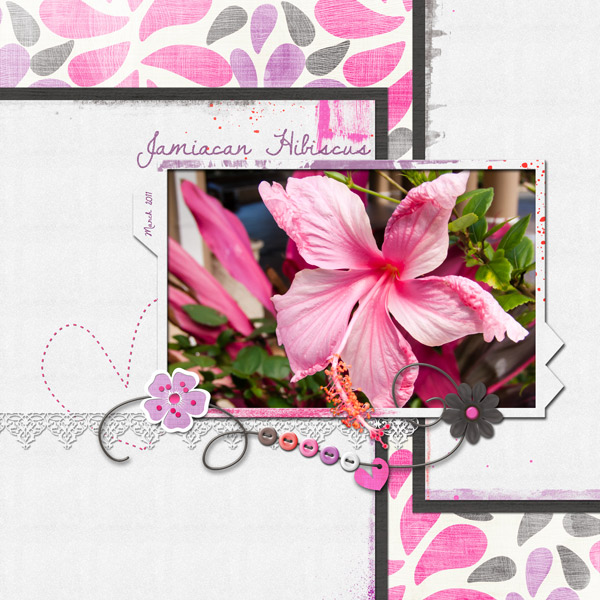 Jamaican Hibiscus