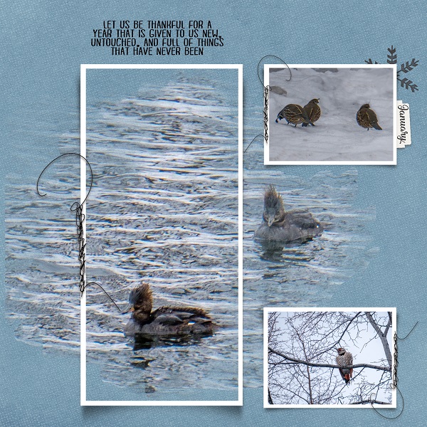 January birds