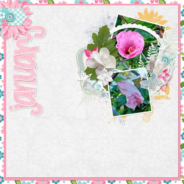 January Hibiscus