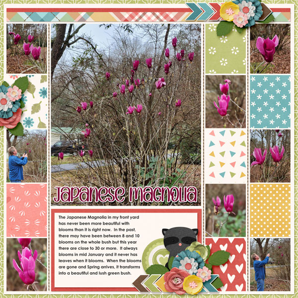 Japanese Magnolia