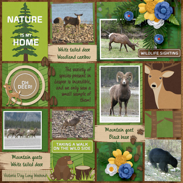Jasper National Park - Wildlife