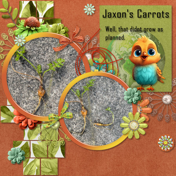 Jaxon's Carrots