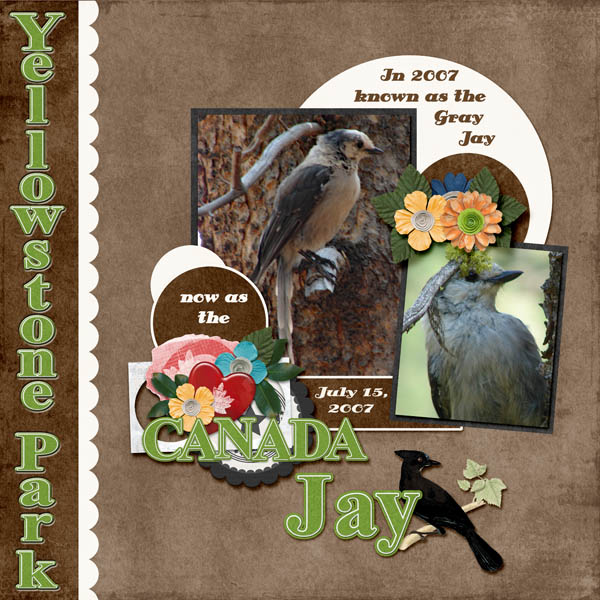 Jay_Canada_Jay_small