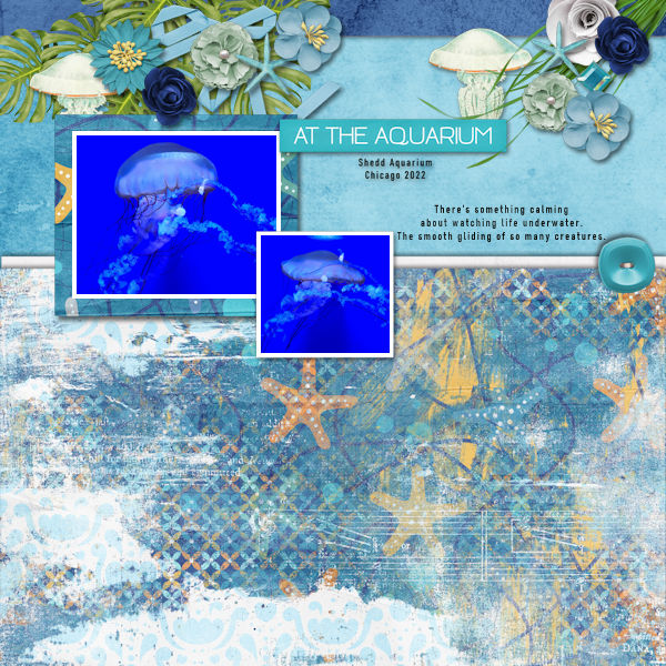 Jellyfish