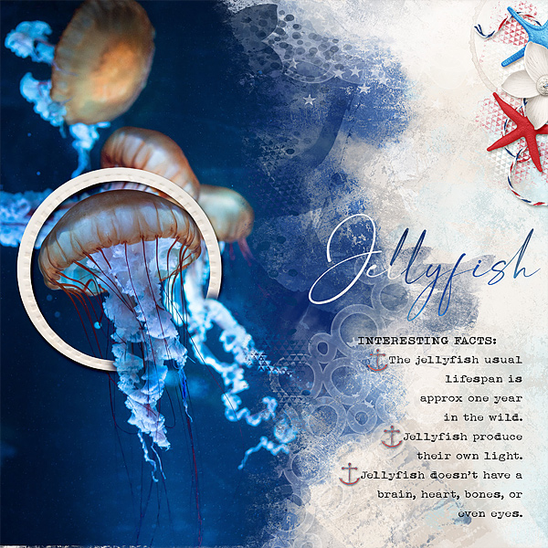 Jellyfish