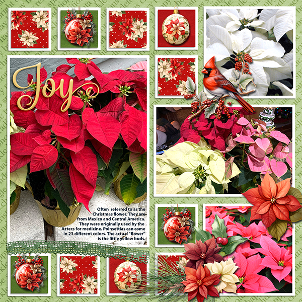 Joy- Poinsettia