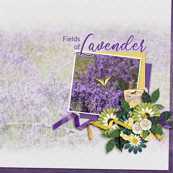 July-19-Lavender-FieldWEB