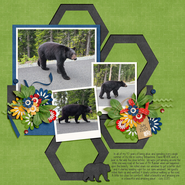 July-20-Washington-Black-BearWEB