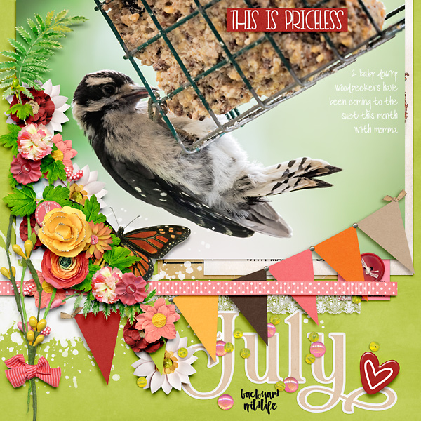 July Backyard Wildlife