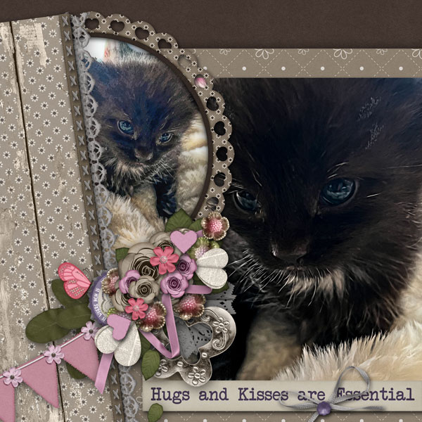 just a kitty