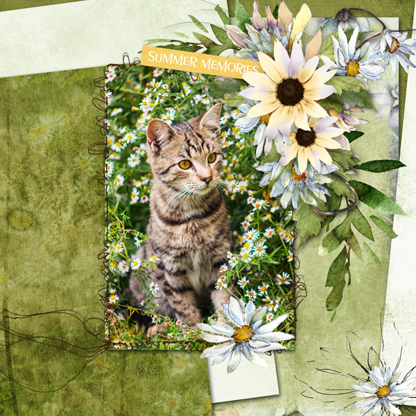 just George the cat