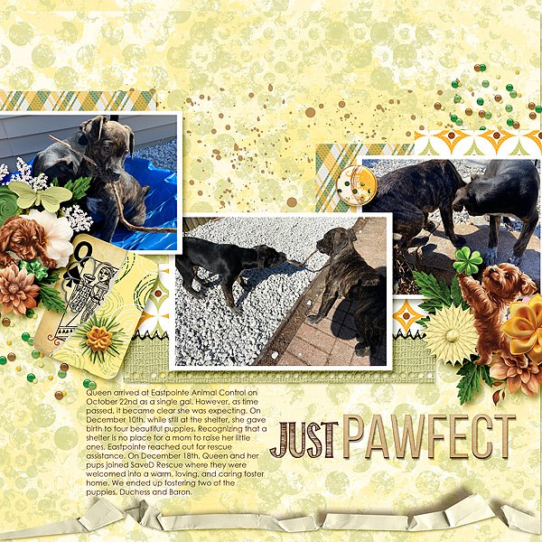 Just Pawfect