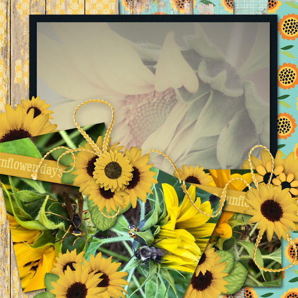 just some Sunflowers