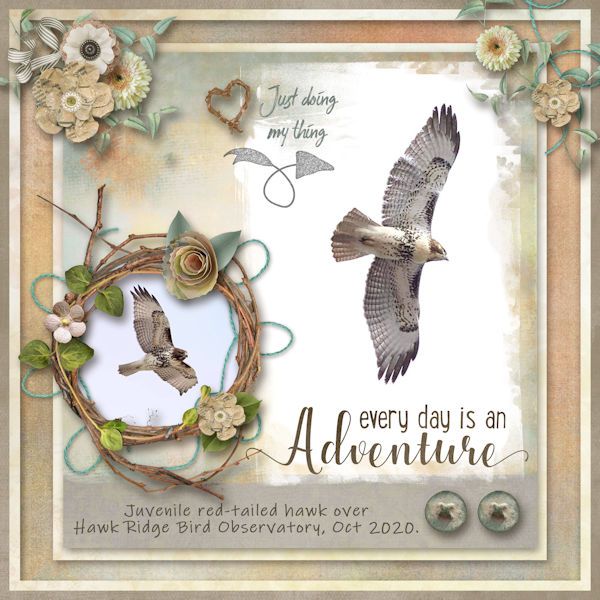 Juvenile red-tailed hawk