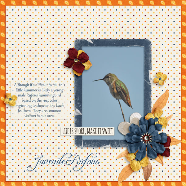 Juvenile Rufous - Oct CAP mini challenge