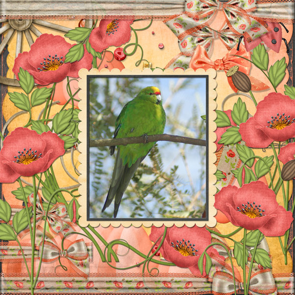 Kakariki (Red + Yellow-crowned parakeets)