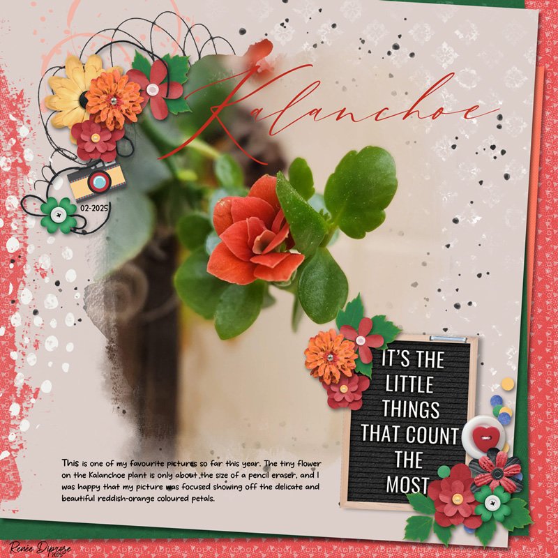 Kalanchoe
