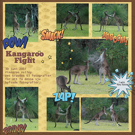 Kangaroo fight