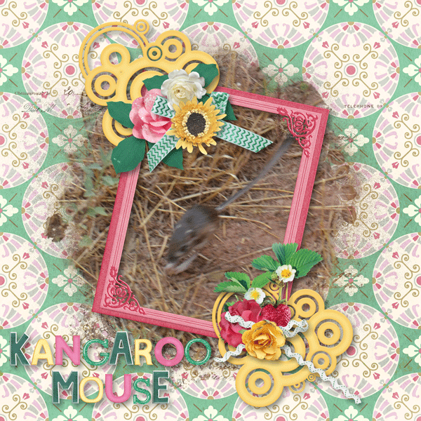 Kangaroo Mouse