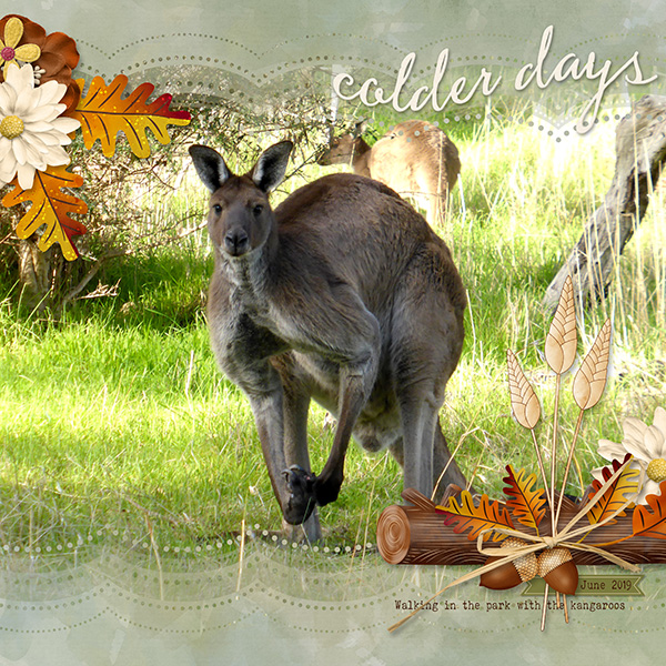 Kangaroo