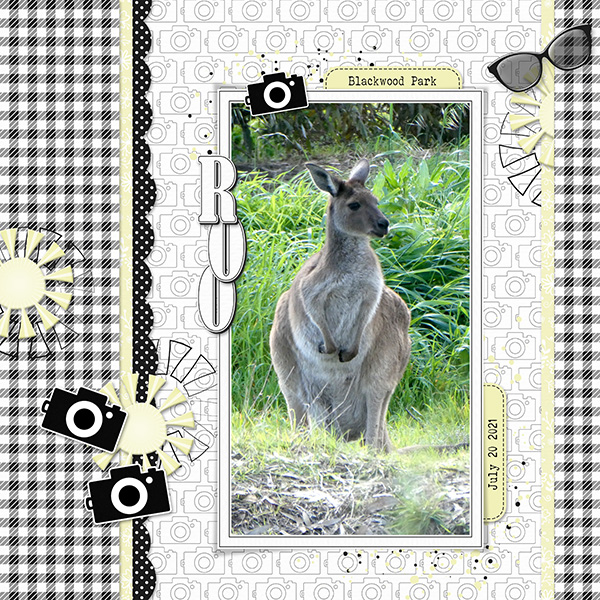 Kangaroo