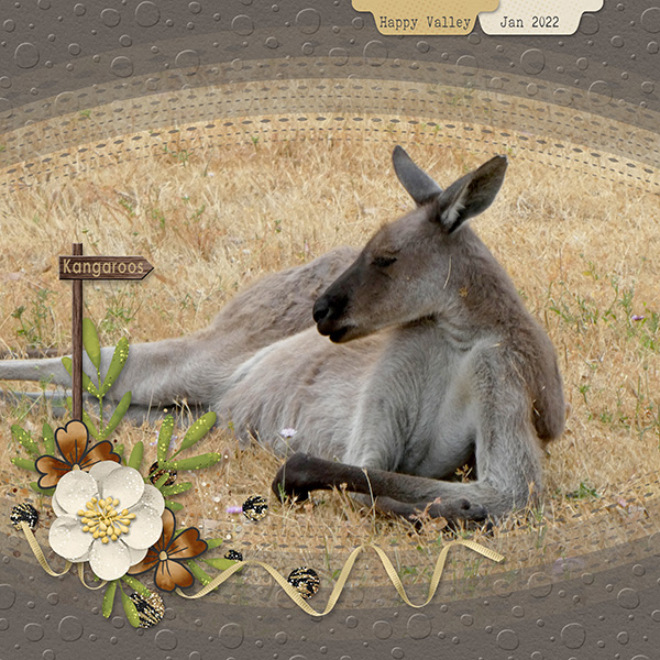 Kangaroo