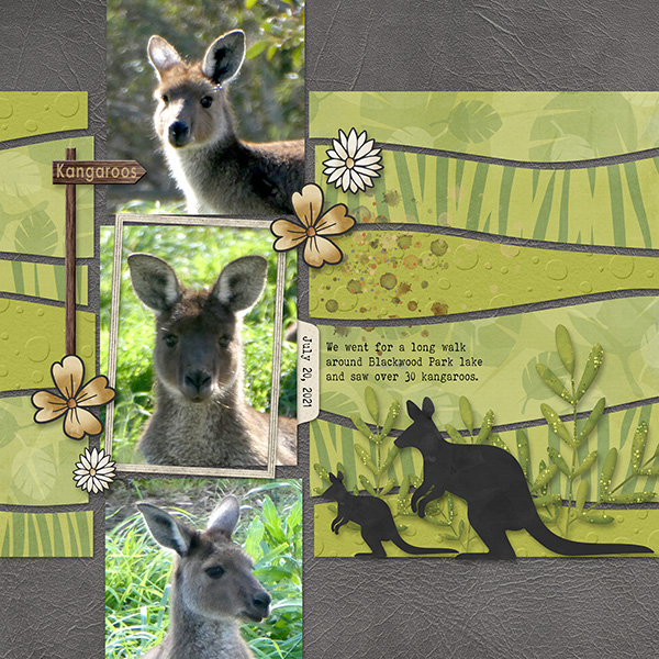 Kangaroos