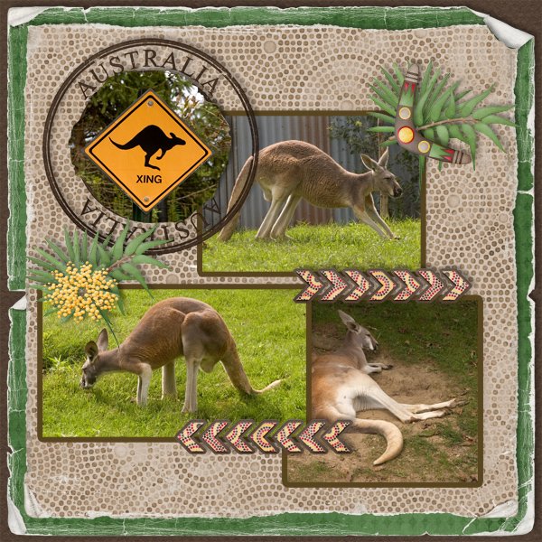 Kangaroos