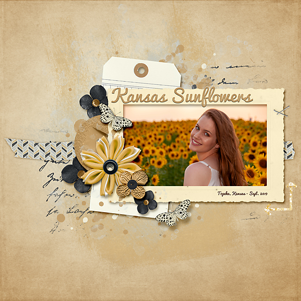 Kansas Sunflowers