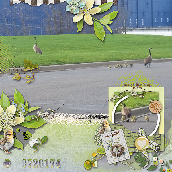Keeping All Those Goslings Together