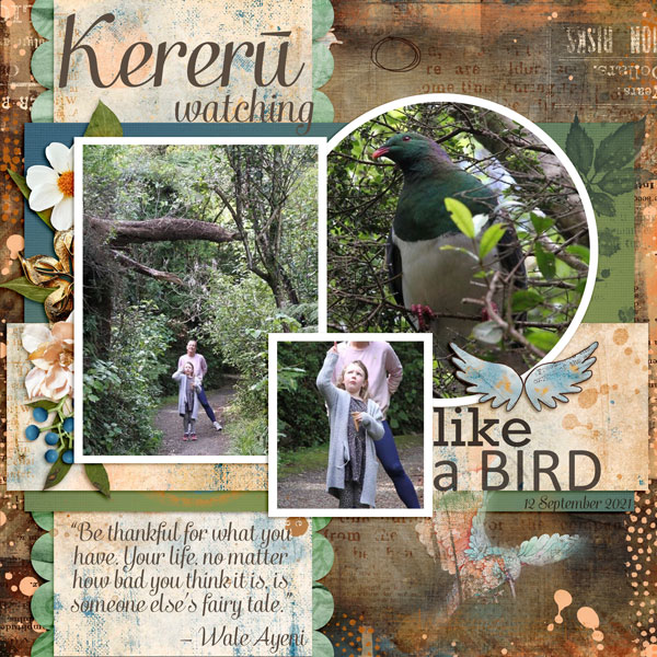 Kereru Watching