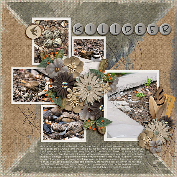Killdeer Nest