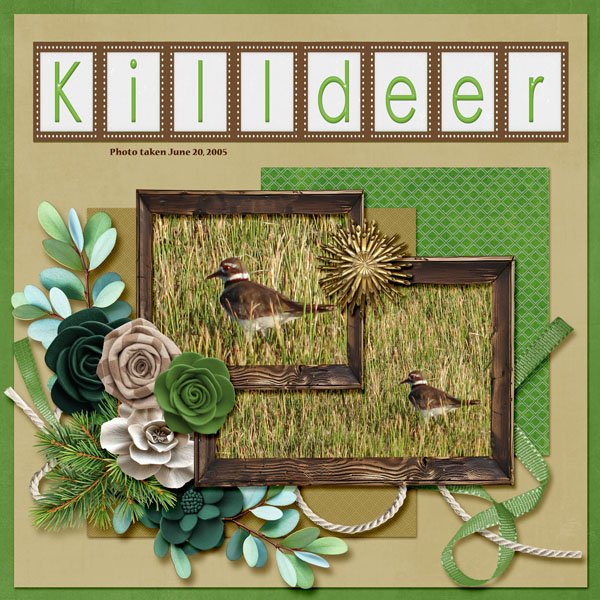 Killdeer small.jpg