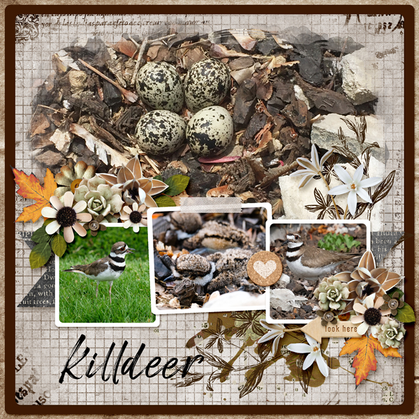 Killdeer