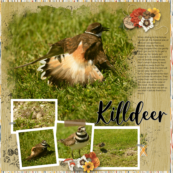 Killdeer