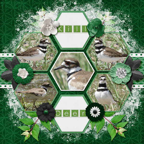 Killdeer_small