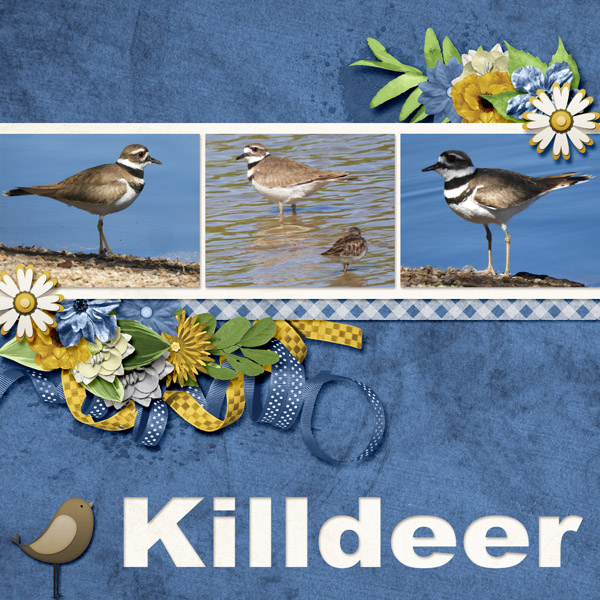 Killdeer_small1