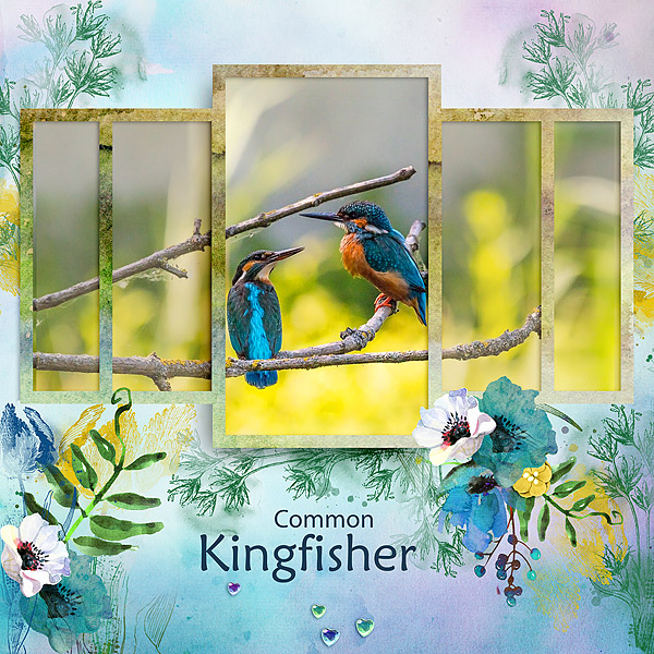 Kingfisher