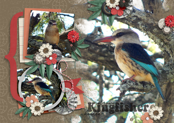 Kingfisher