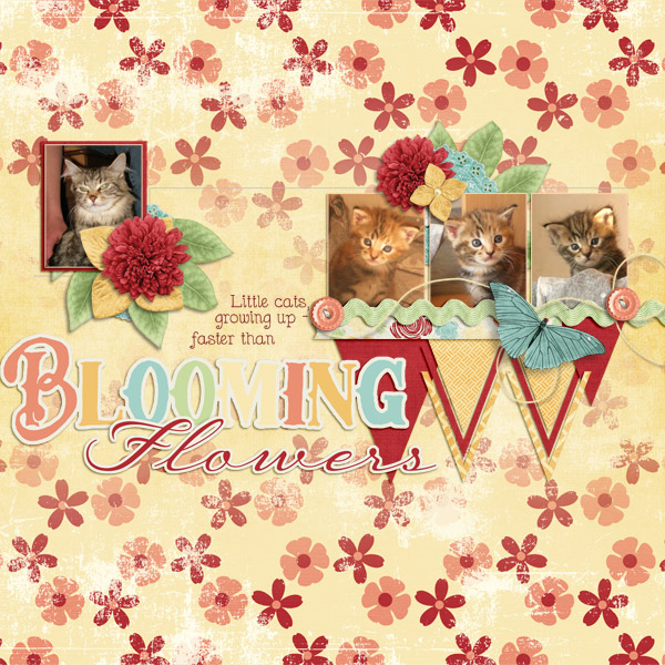 Kitten like flowers