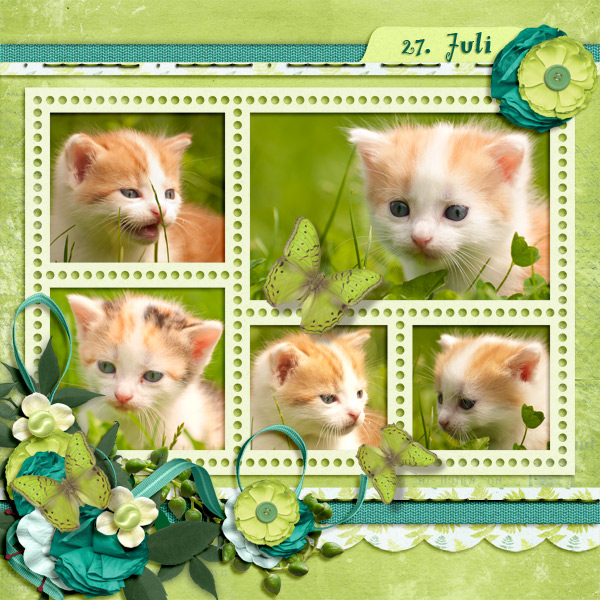 Kitten outside