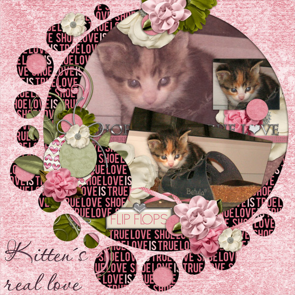Kitten s real love