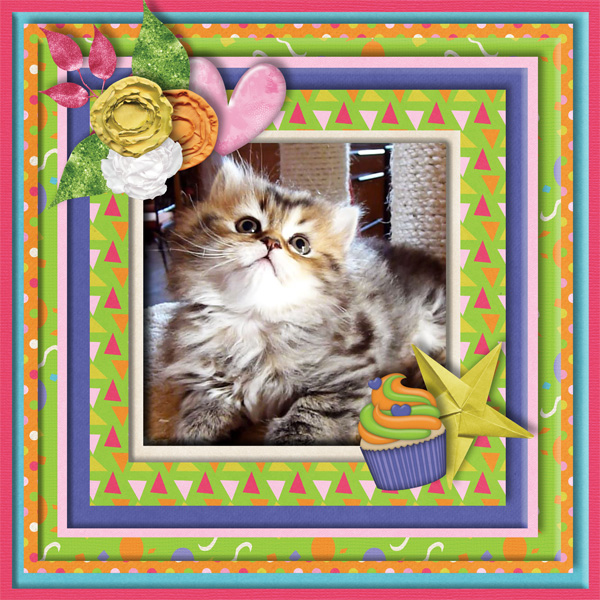 Kitten